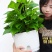 懒汉花盆种植神器质量保证常年供货质量是硬道理，质量决定成