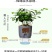 懒汉花盆种植神器质量保证常年供货质量是硬道理，质量决定成