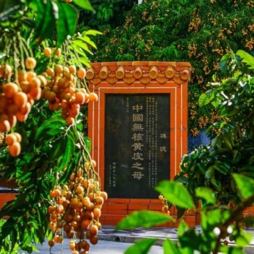 黄皮苗无核黄皮果树苗正宗原产地无核黄皮树苗