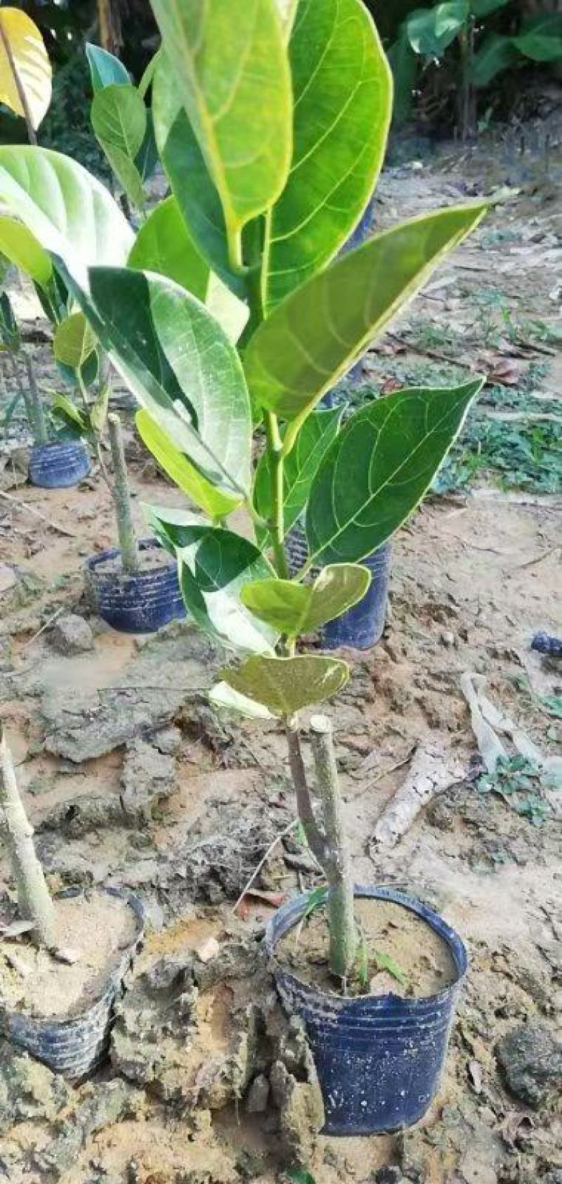 珍珠菠萝蜜苗金黄果肉