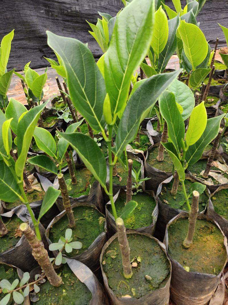 珍珠菠萝蜜苗金黄果肉