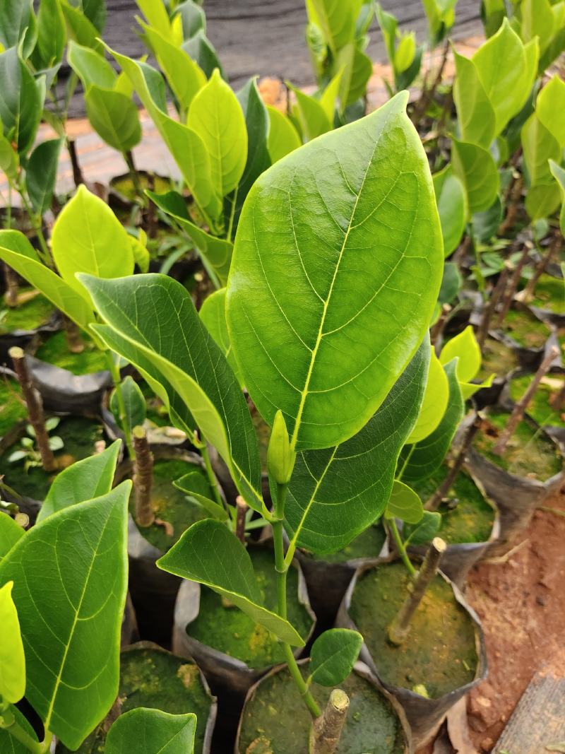 珍珠菠萝蜜苗金黄果肉