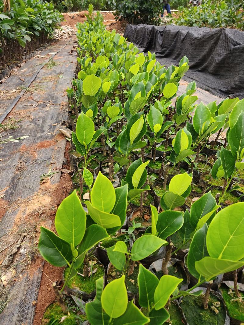 珍珠菠萝蜜苗金黄果肉
