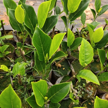 珍珠菠萝蜜苗金黄果肉