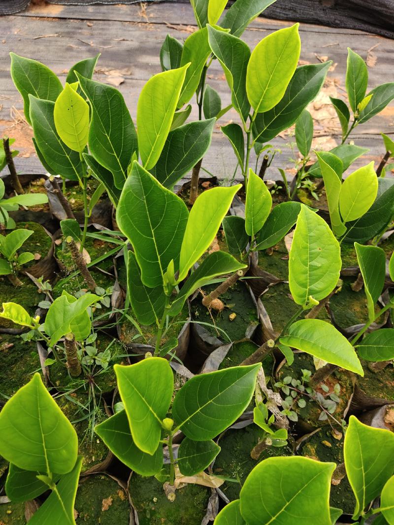 珍珠菠萝蜜苗金黄果肉