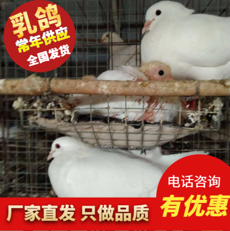 [好货热销]优质乳鸽产家直销价格优惠欢迎实地考察