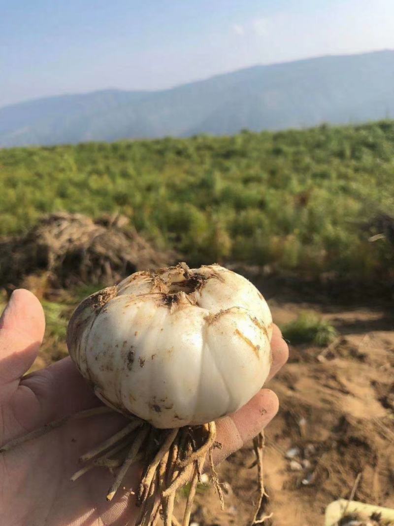 产地直销，兰州鲜百合【特级】，清脆，香甜，大量供应