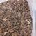 草果种子云南大红草果种子剥干净的尽子大量供应品质保证