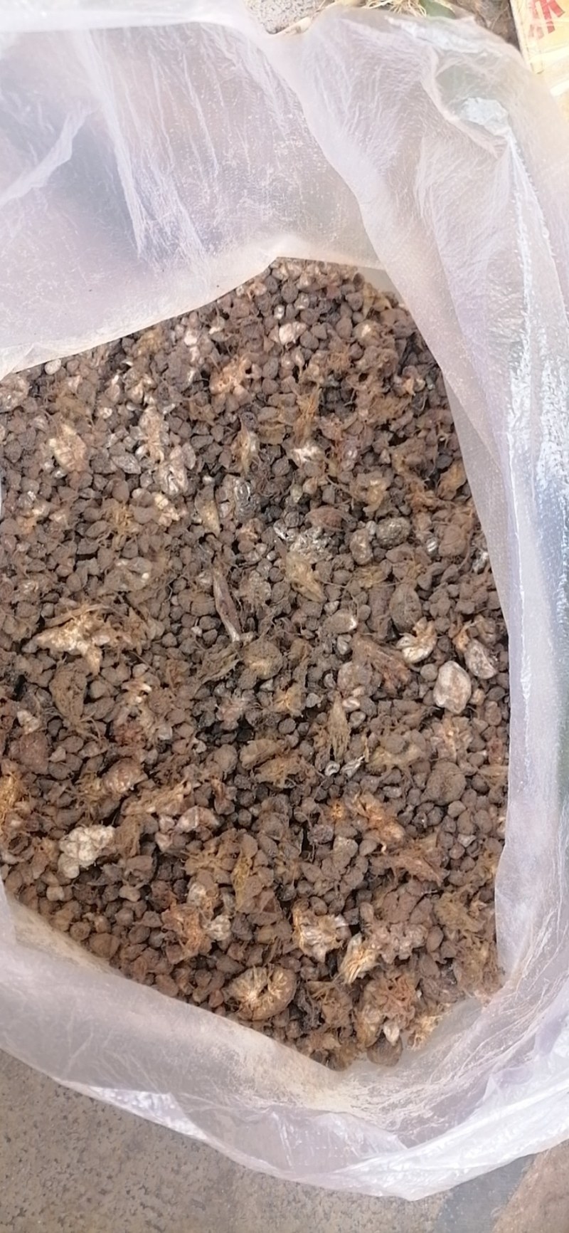 草果种子云南大红草果种子剥干净的尽子大量供应品质保证