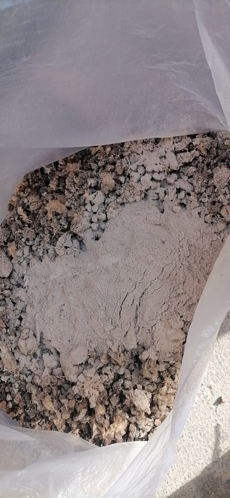 草果种子云南大红草果种子剥干净的尽子大量供应品质保证