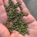 江西中花吴茱萸纯青精品