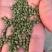 江西中花吴茱萸纯青精品