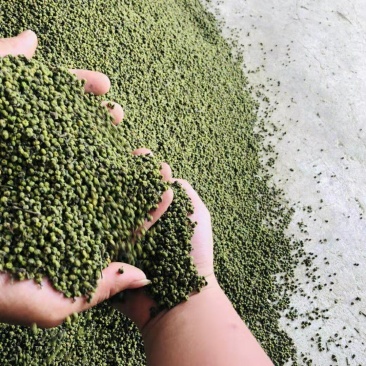 江西中花吴茱萸纯青精品