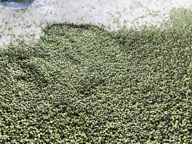 江西中花吴茱萸纯青精品