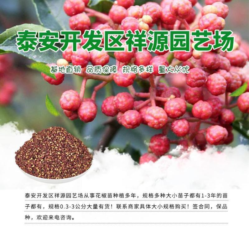 大红袍花椒苗批发嫁接无刺花椒苗现挖现卖好成活