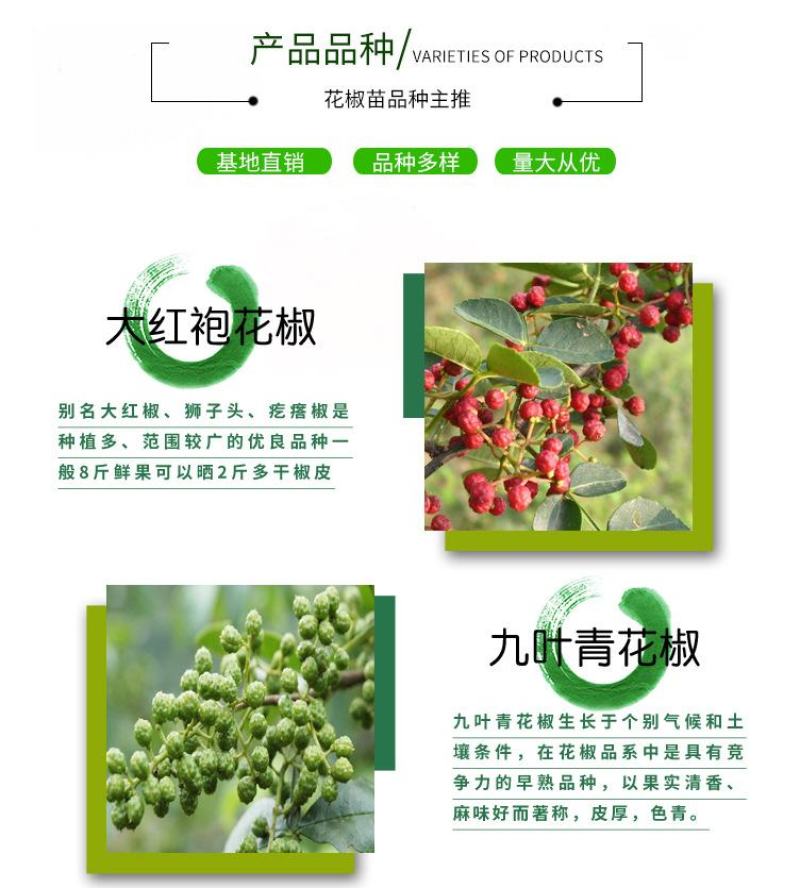 大红袍花椒苗批发嫁接无刺花椒苗现挖现卖好成活