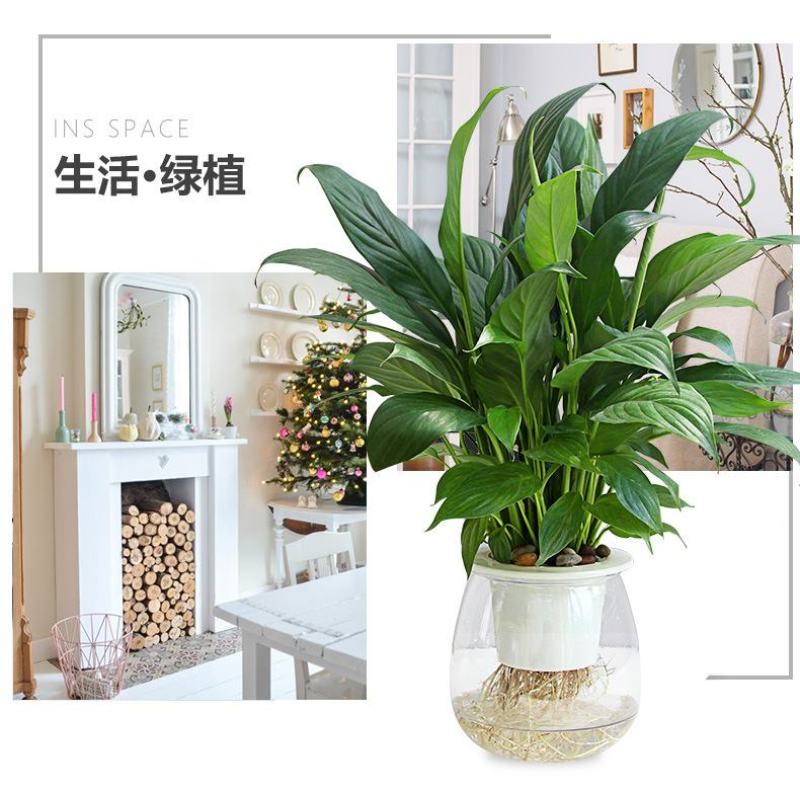 盆栽神器，懒汉花盆，室内种植新风尚，一盆在手，种植无忧！