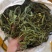 大叶化石草，产地批发