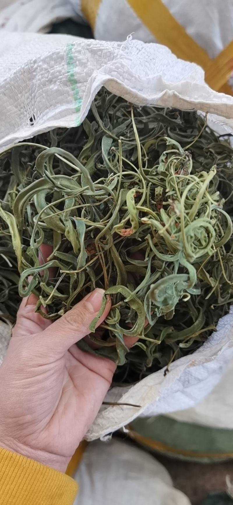 大叶化石草，产地批发