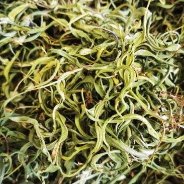 大叶化石草，产地批发