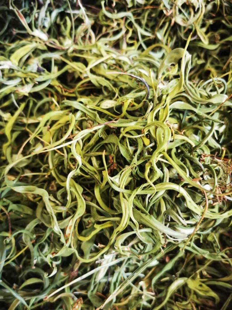 大叶化石草，产地批发
