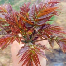 红油香椿苗红油6号香椿苗大棚用香椿苗提供技术包成功