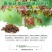 红油香椿苗红油6号香椿苗大棚用香椿苗提供技术包成功