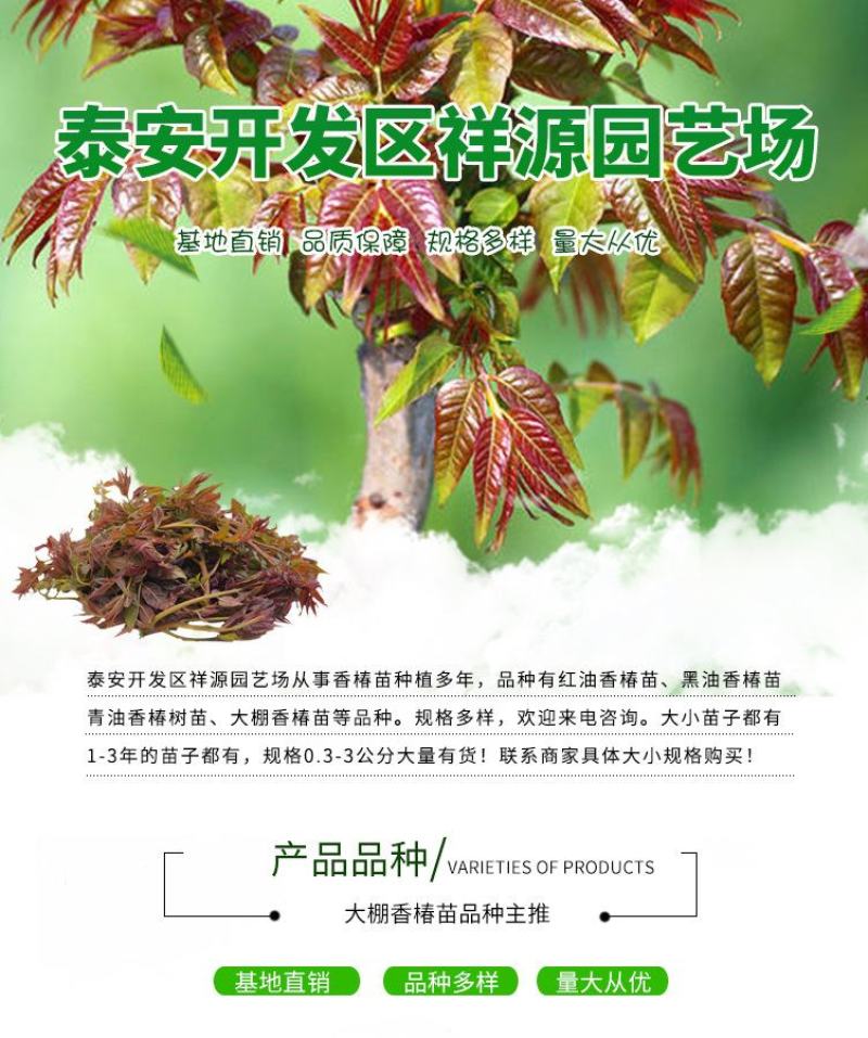 红油香椿苗红油6号香椿苗大棚用香椿苗提供技术包成功