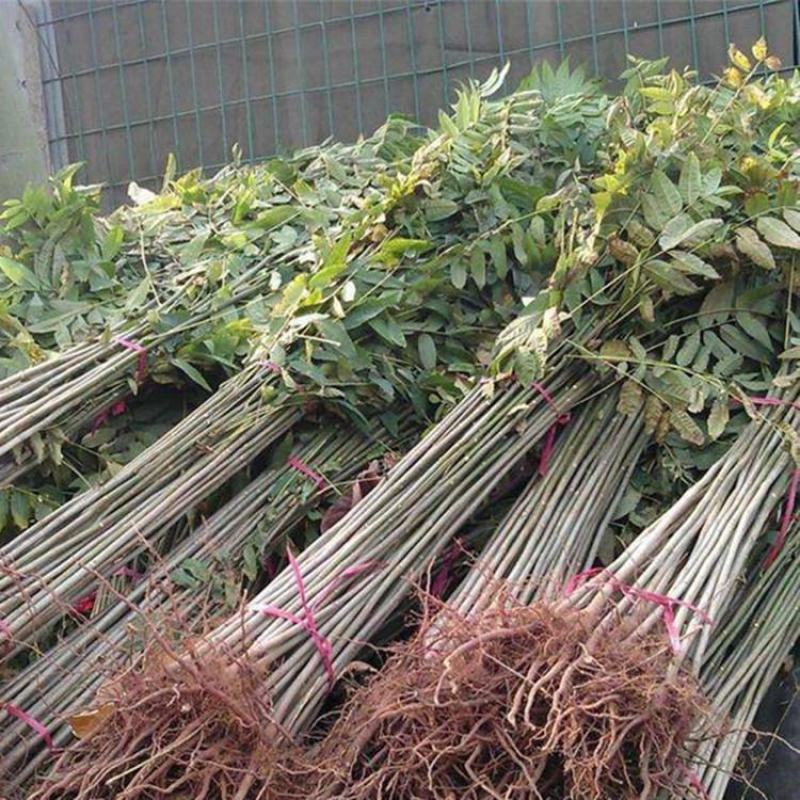 红油香椿苗红油6号香椿苗大棚用香椿苗提供技术包成功
