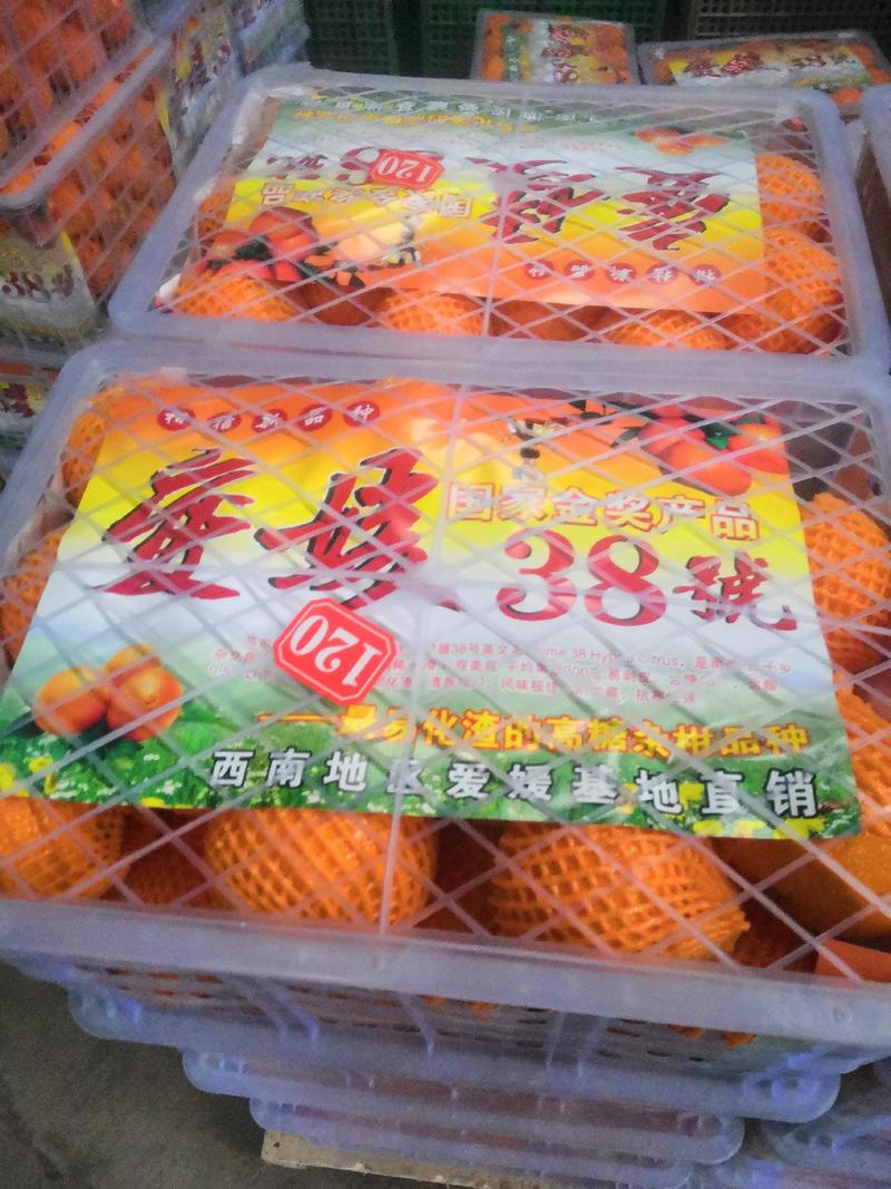 九月红果冻橙爱媛果冻橙纯甜多汁产地直果园直发
