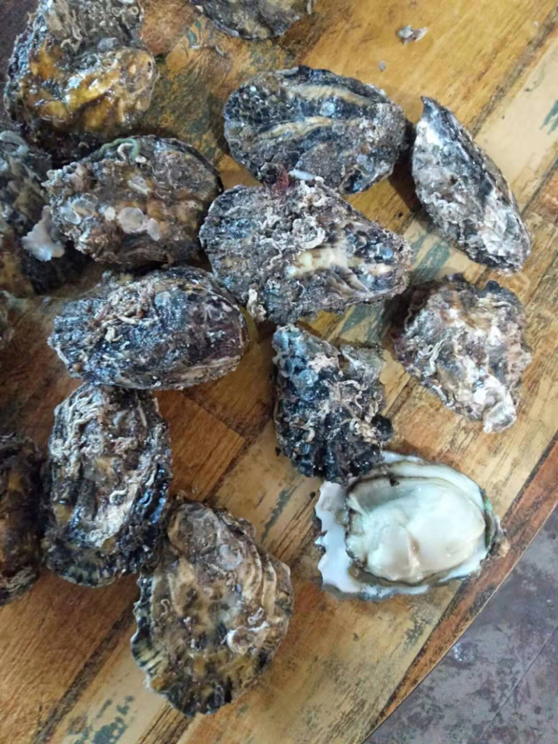渤海湾养殖生蚝批发，欢迎各位老板看货咨询，来码头看货