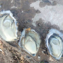 渤海湾养殖生蚝批发，欢迎各位老板看货咨询，来码头看货