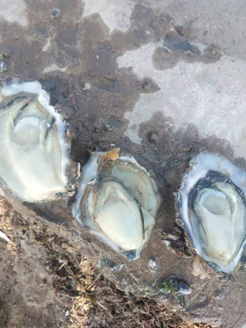 渤海湾养殖生蚝批发，欢迎各位老板看货咨询，来码头看货
