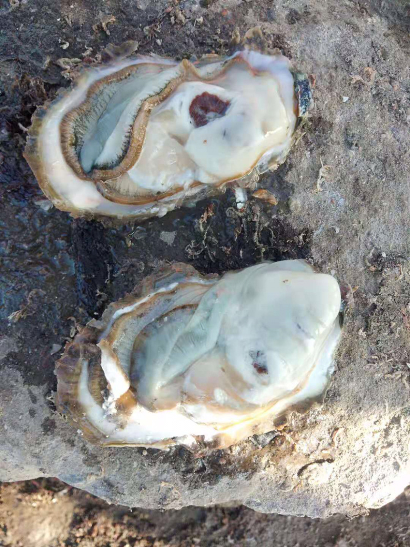 渤海湾养殖生蚝批发，欢迎各位老板看货咨询，来码头看货