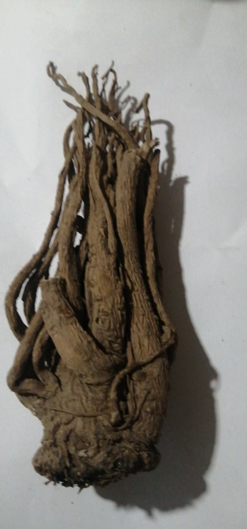 甘肃岷县无硫大条当归条，当归片产地批发（包邮）