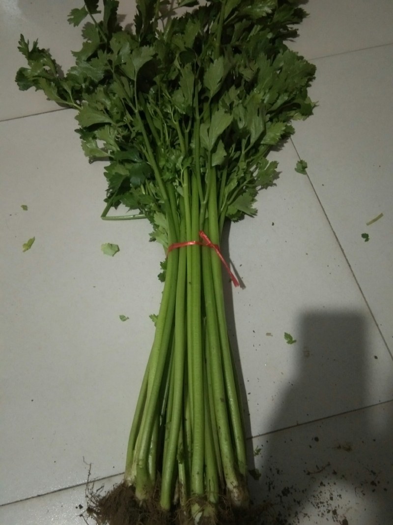 精品铁杆芹菜热销中，欢迎各位老板们前来选购，质量保证