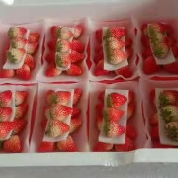 奶油红颜草莓，新鲜发货顺风直达
