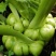 榨菜青菜头眉山特产榨菜