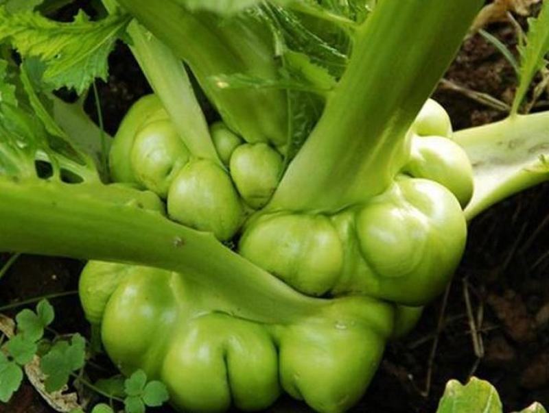 榨菜青菜头眉山特产榨菜