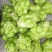 榨菜青菜头眉山特产榨菜