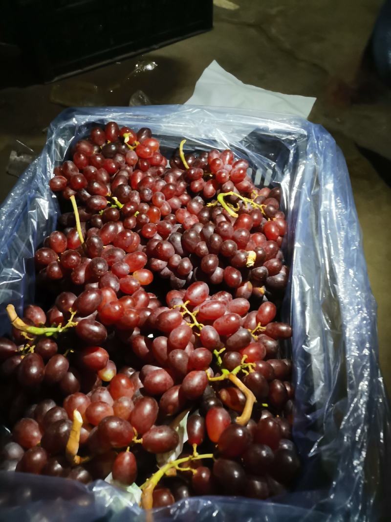 库存克伦生葡萄大量供货口感好耐储运独特地理位置生长期长