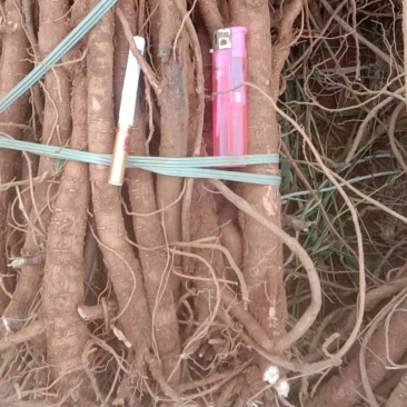 千斤拔，现货10亩千斤拔，需要的老板联系