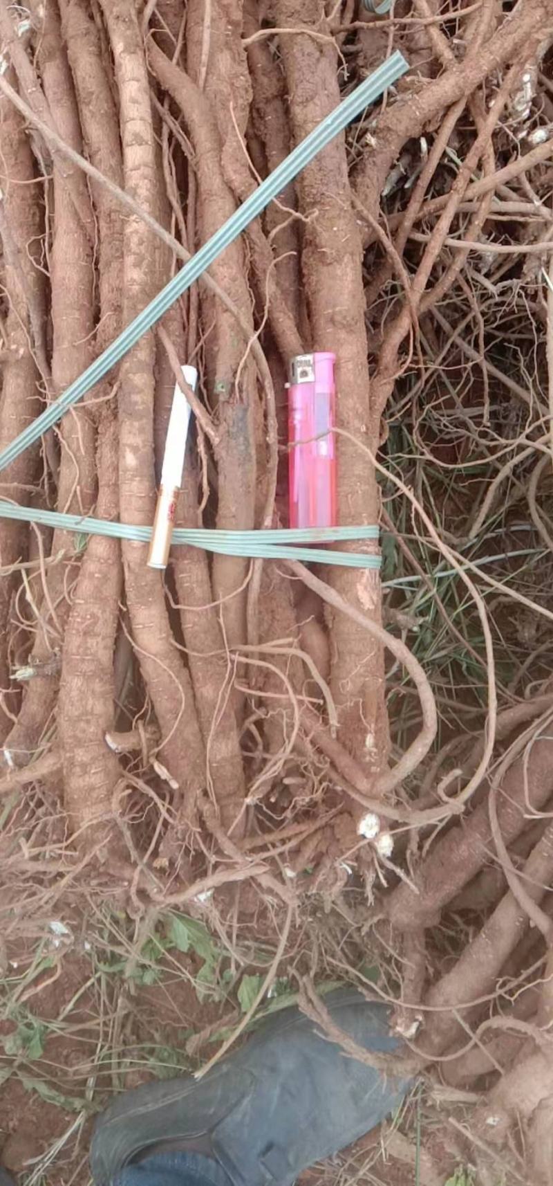 千斤拔，现货10亩千斤拔，需要的老板联系