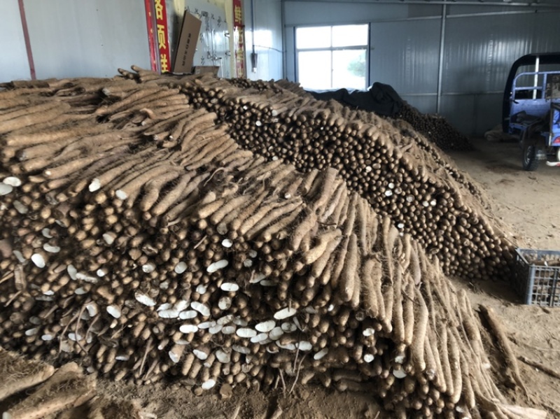 山药白玉山药，产地直发，保质保量，诚信经营欢迎咨询