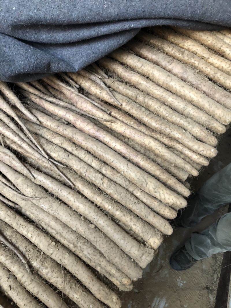 山药白玉山药，产地直发，保质保量，诚信经营欢迎咨询