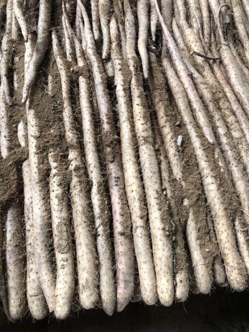 山药白玉山药，产地直发，保质保量，诚信经营欢迎咨询