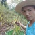 专心种植纯种紫花三叉白芨种苗，全野生栽种，不做温室大棚苗