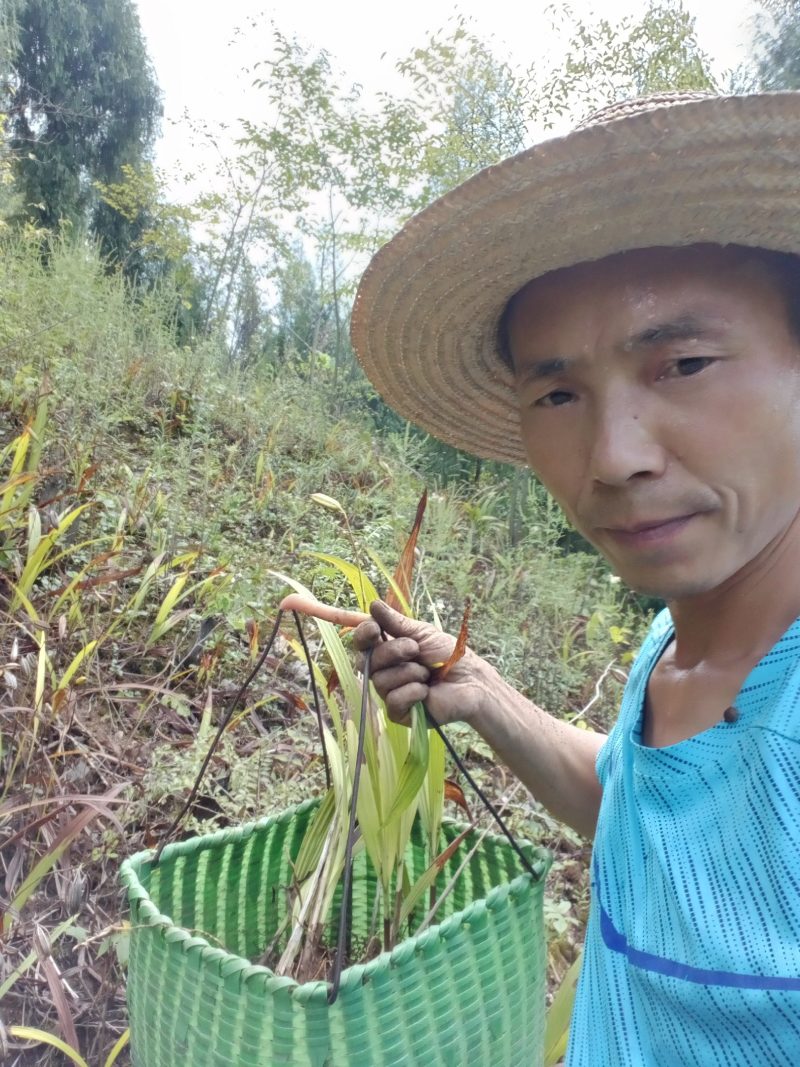 专心种植纯种紫花三叉白芨种苗，全野生栽种，不做温室大棚苗