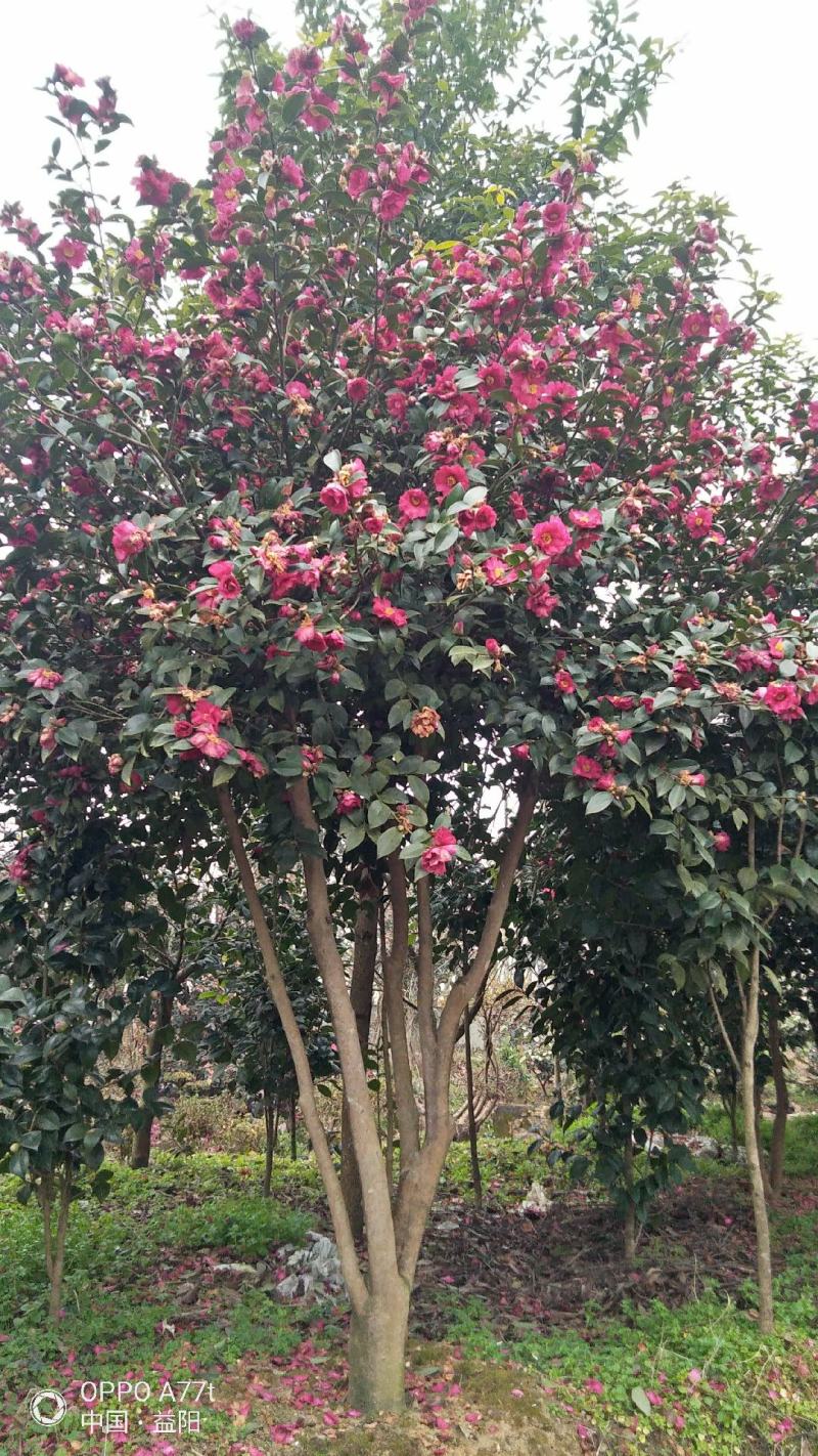 茶梅高杆茶花各种大小品种茶花茶梅