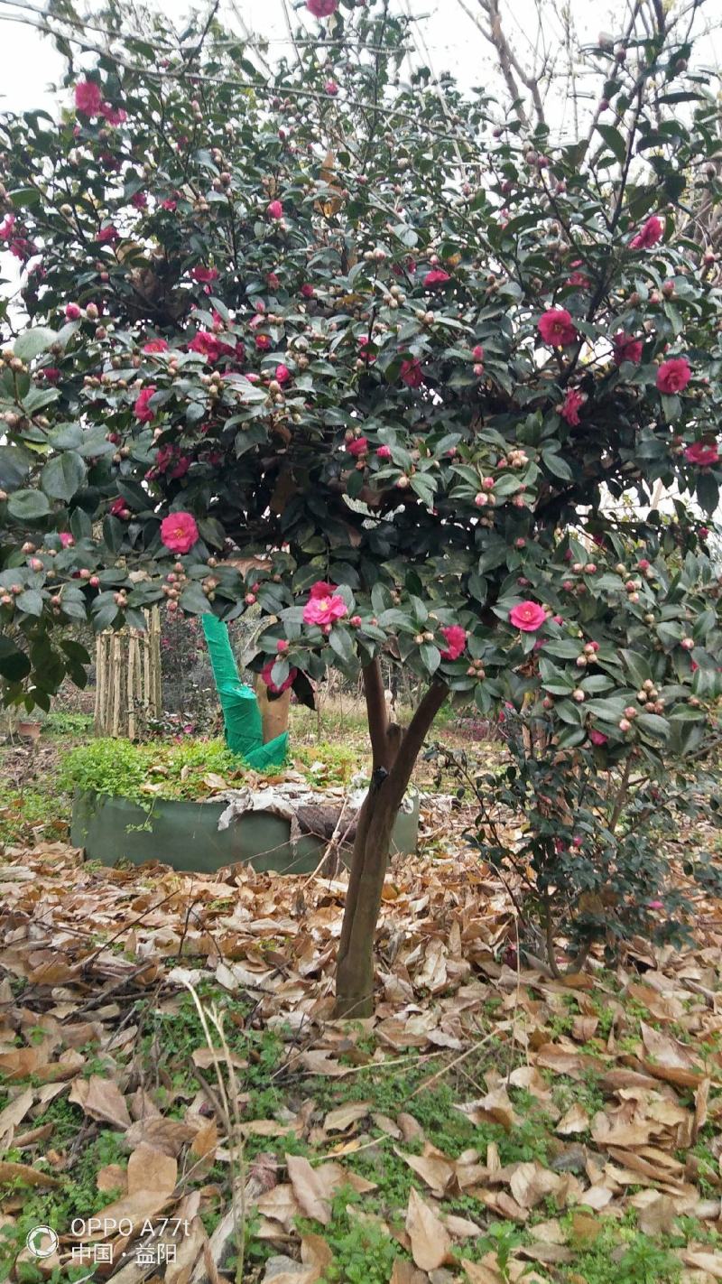 茶梅高杆茶花各种大小品种茶花茶梅